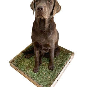 Pooches Potty weekly subscription