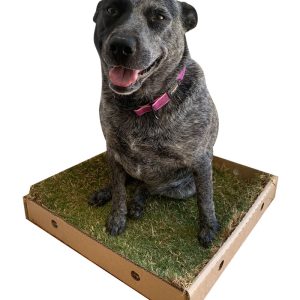 pooches potty 6 month subscription