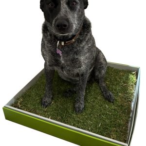 pooches potty 6 month subscription