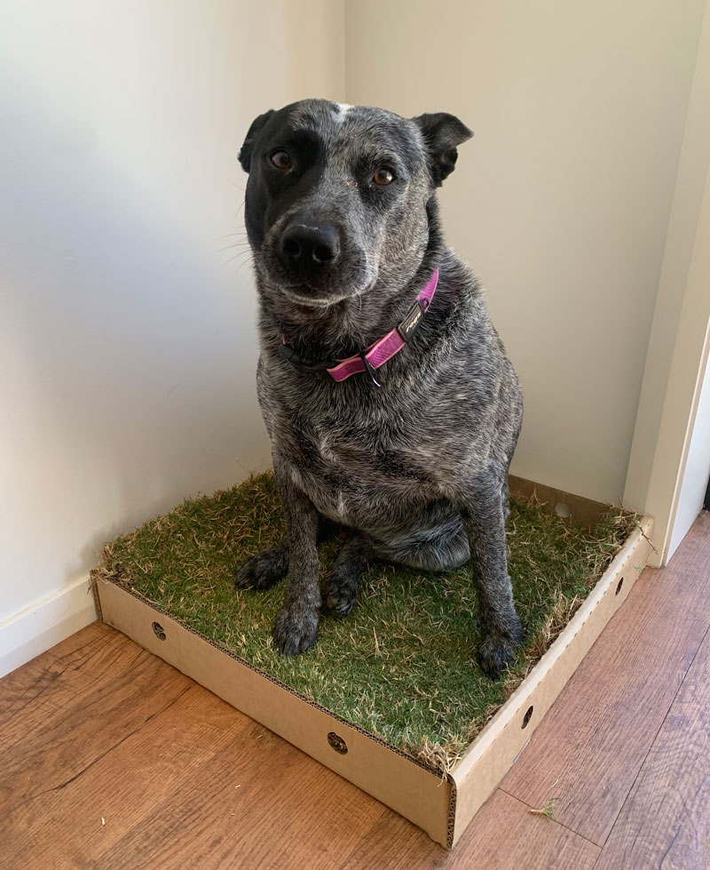 dog training with real grass toilets