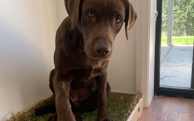 The Complete Guide to Choosing the Best Indoor Dog Toilet in Australia