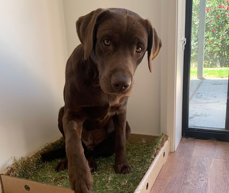 Toilet Training your dog or puppy in your home