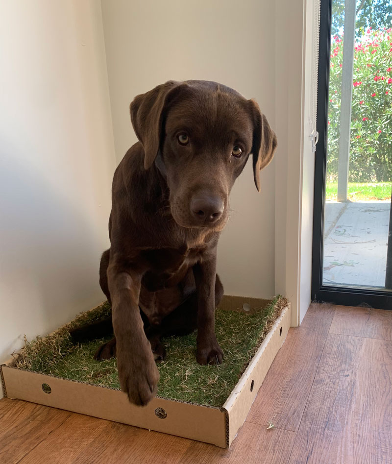 Toilet Training your dog or puppy in your home