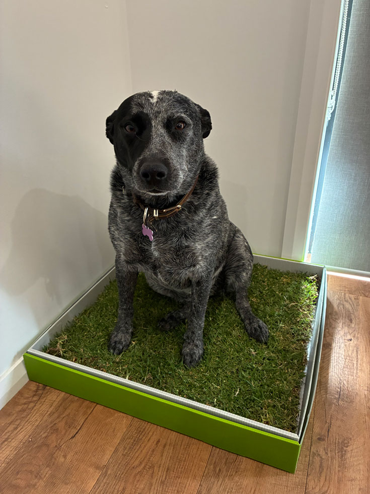 dog training with real grass toilets