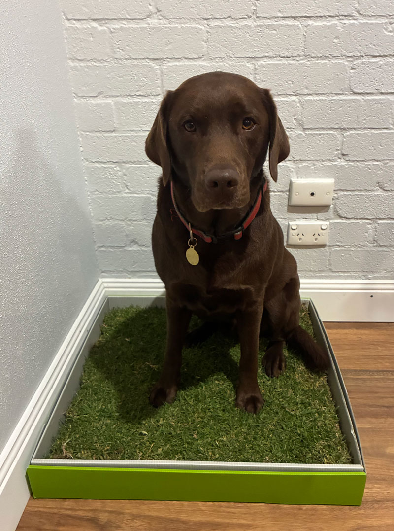 toilet train your dog with pooches potty