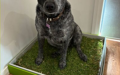 Indoor Grass vs Puppy Pads: Which Is Better?