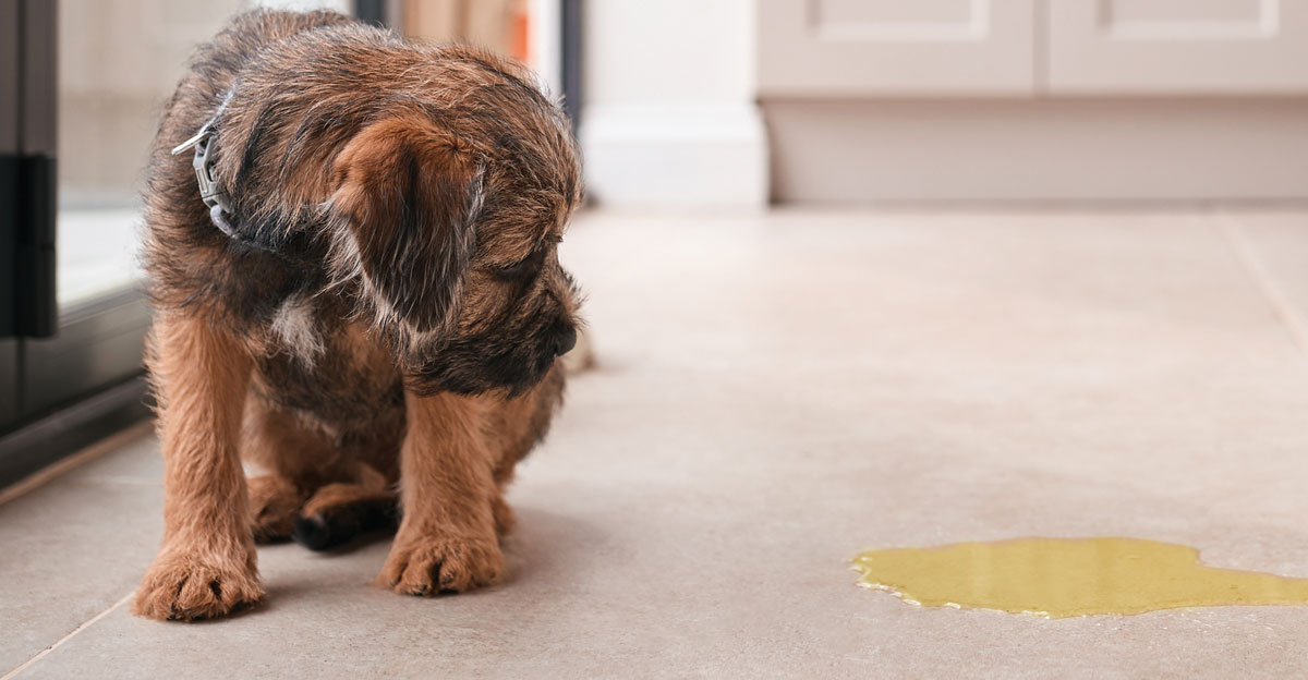 How to Toilet Train a Puppy in an Apartment (Without Losing Your Mind)