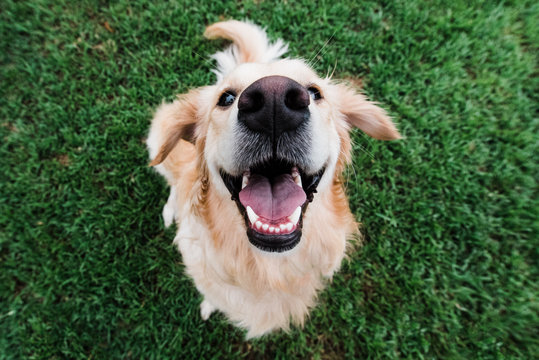 Real Grass Dog Toilets: The Natural Solution for Modern Dog Owners